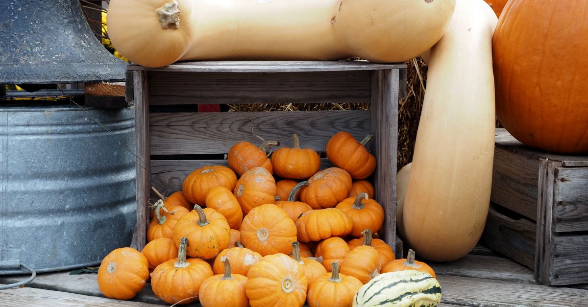 Une caisse en bois remplie de petites citrouilles et courges entourée de courges butternut posées sur une terrasse.