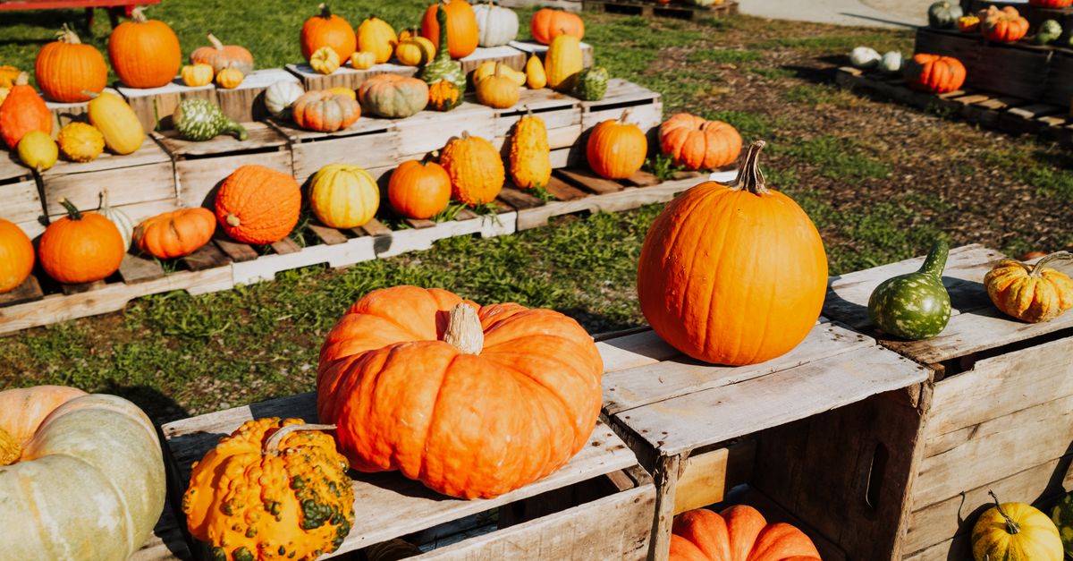 Conserver les courges et citrouilles tout l'hiver sans qu'elles pourrissent