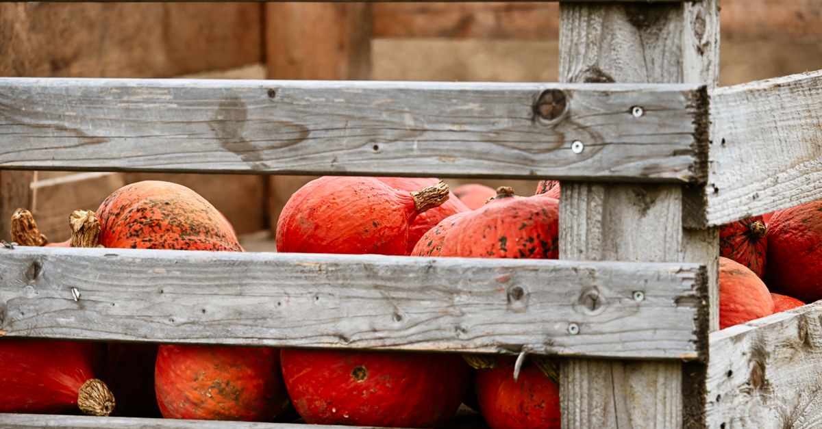 Des courges rouges empilées dans une caisse en bois patiné, entreposées contre un mur en pierre.