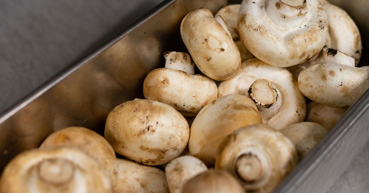 Des champignons de Paris crus entassés dans un bac métallique.