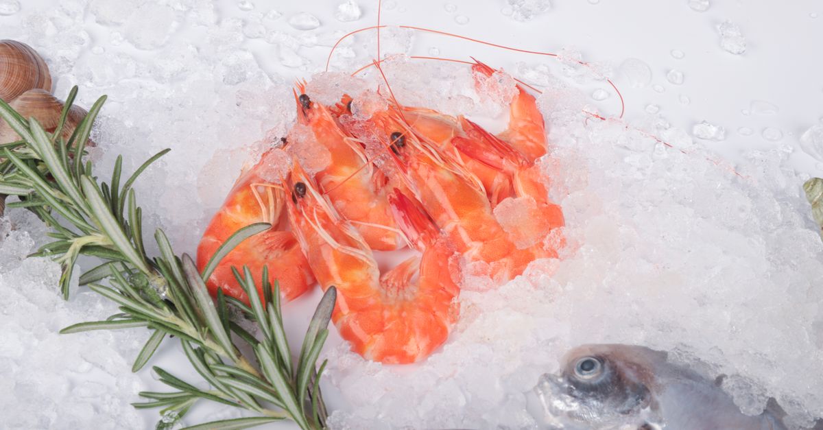 Crevettes roses entières posées sur de la glace pilée avec une branche de romarin.