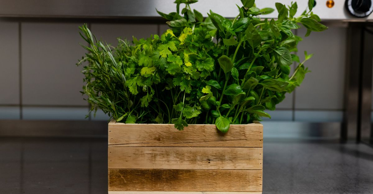 Un bouquet d'herbes fraîches, persil, coriandre et basilic, disposé dans une caissette en bois sur un plan de travail de cuisine.