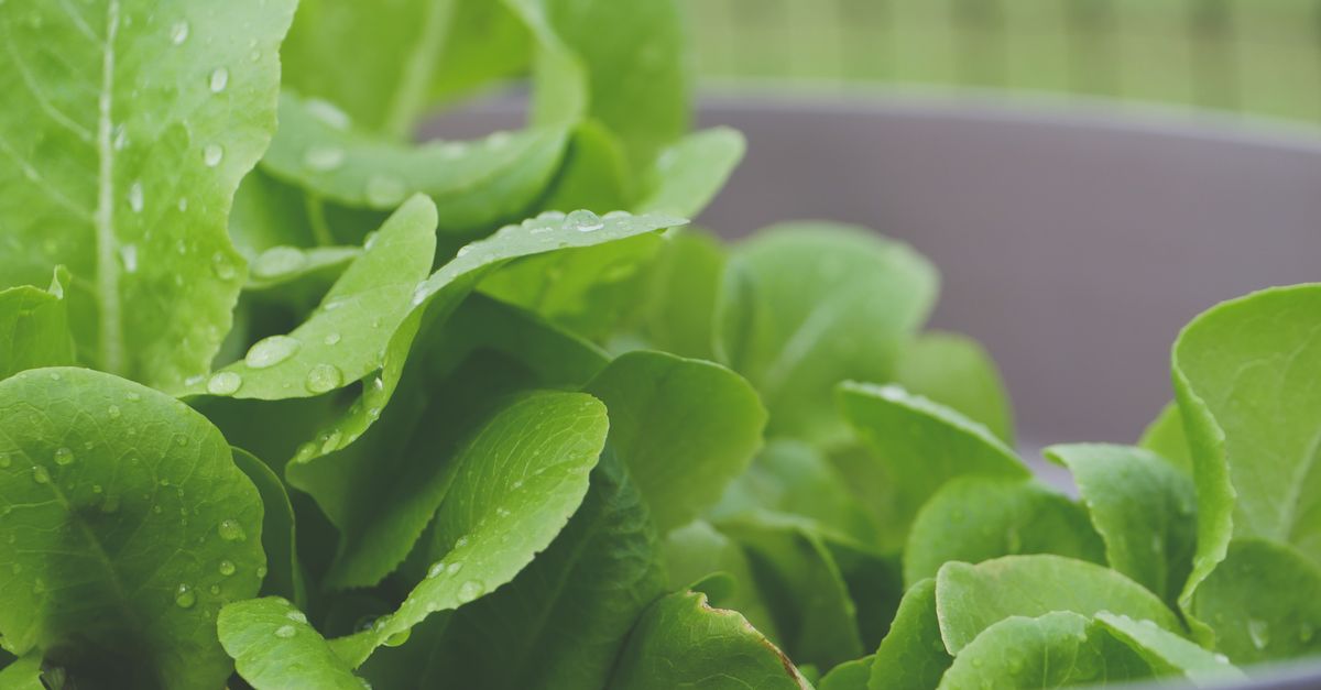 Conserver les légumes verts feuillus au réfrigérateur sans flétrissement ni brunissement