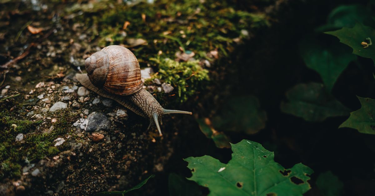 Un escargot rampant sur une pierre couverte de mousse, entre les joints d'une surface extérieure.