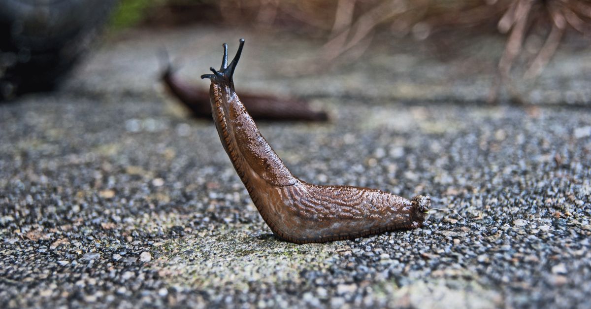 Une limace brune se dresse sur une allée en pierre granuleuse.