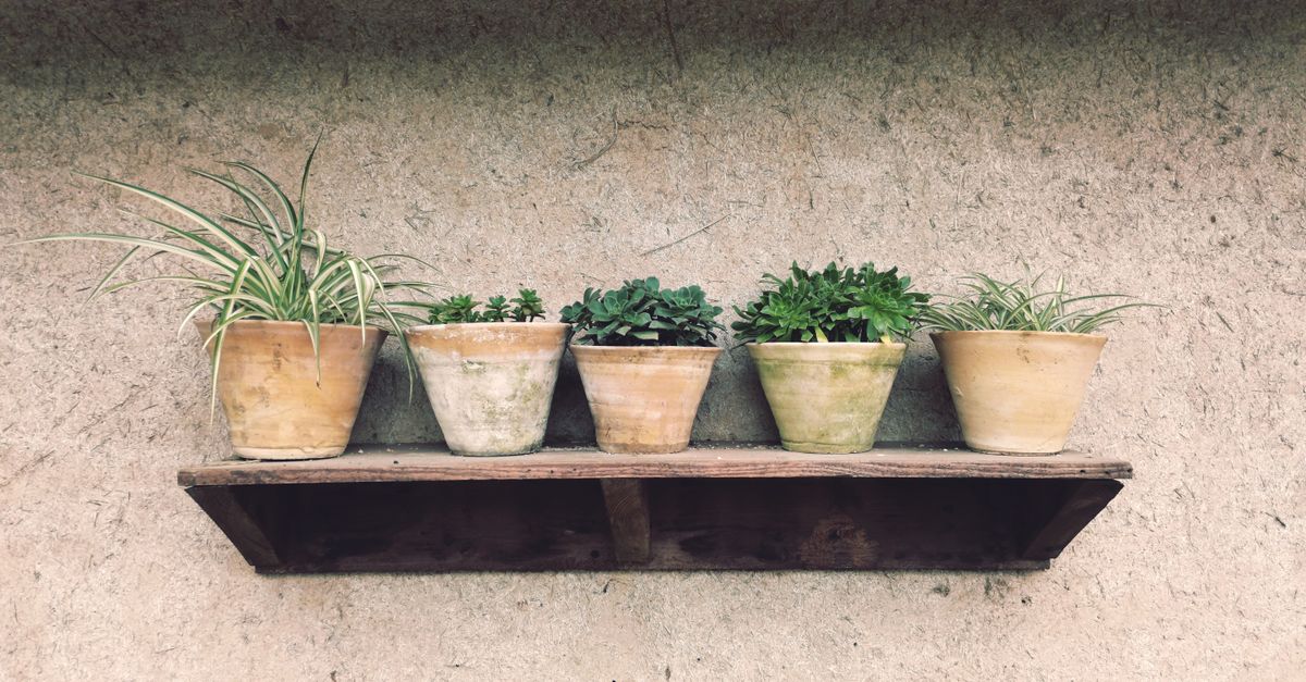 Une étroite étagère en bois fixée au mur accueille cinq pots en terre cuite garnis de plantes vertes et succulentes.