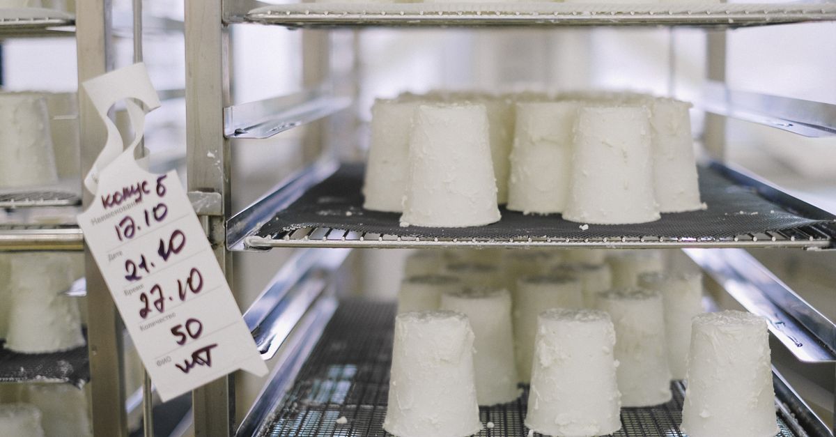 Des fromages frais type ricotta démoulés et étiquetés, disposés sur des grilles en inox dans une chambre froide professionnelle.