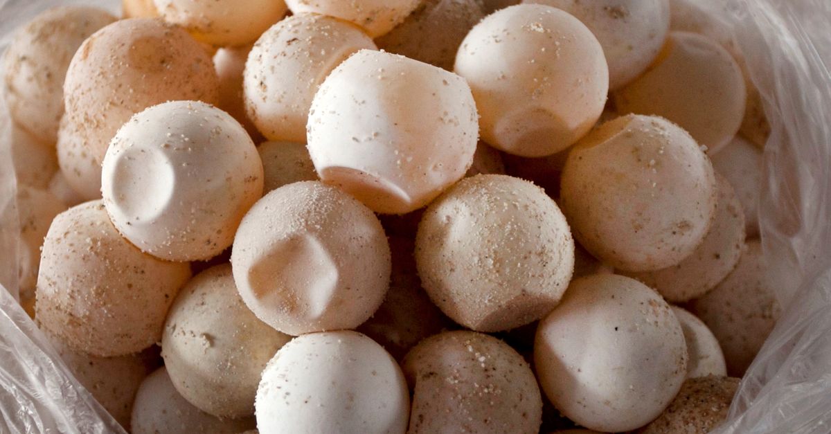 Des boules de pâte à biscuits crue empilées dans un sac en plastique transparent.