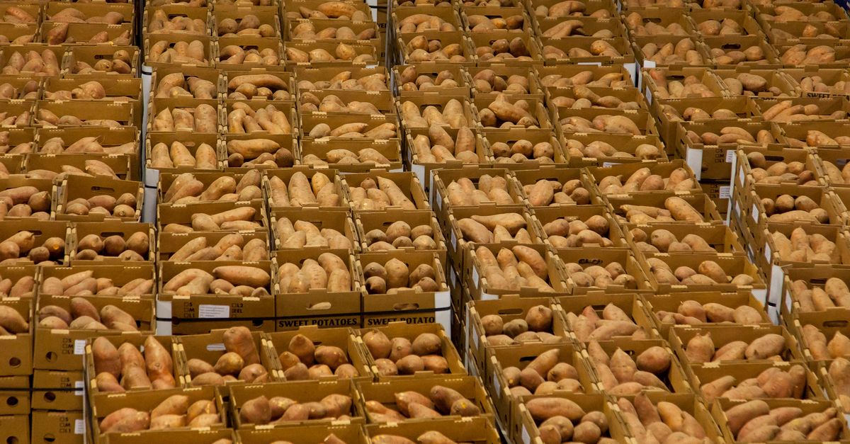 De nombreuses caisses en carton remplies de patates douces alignées côte à côte.